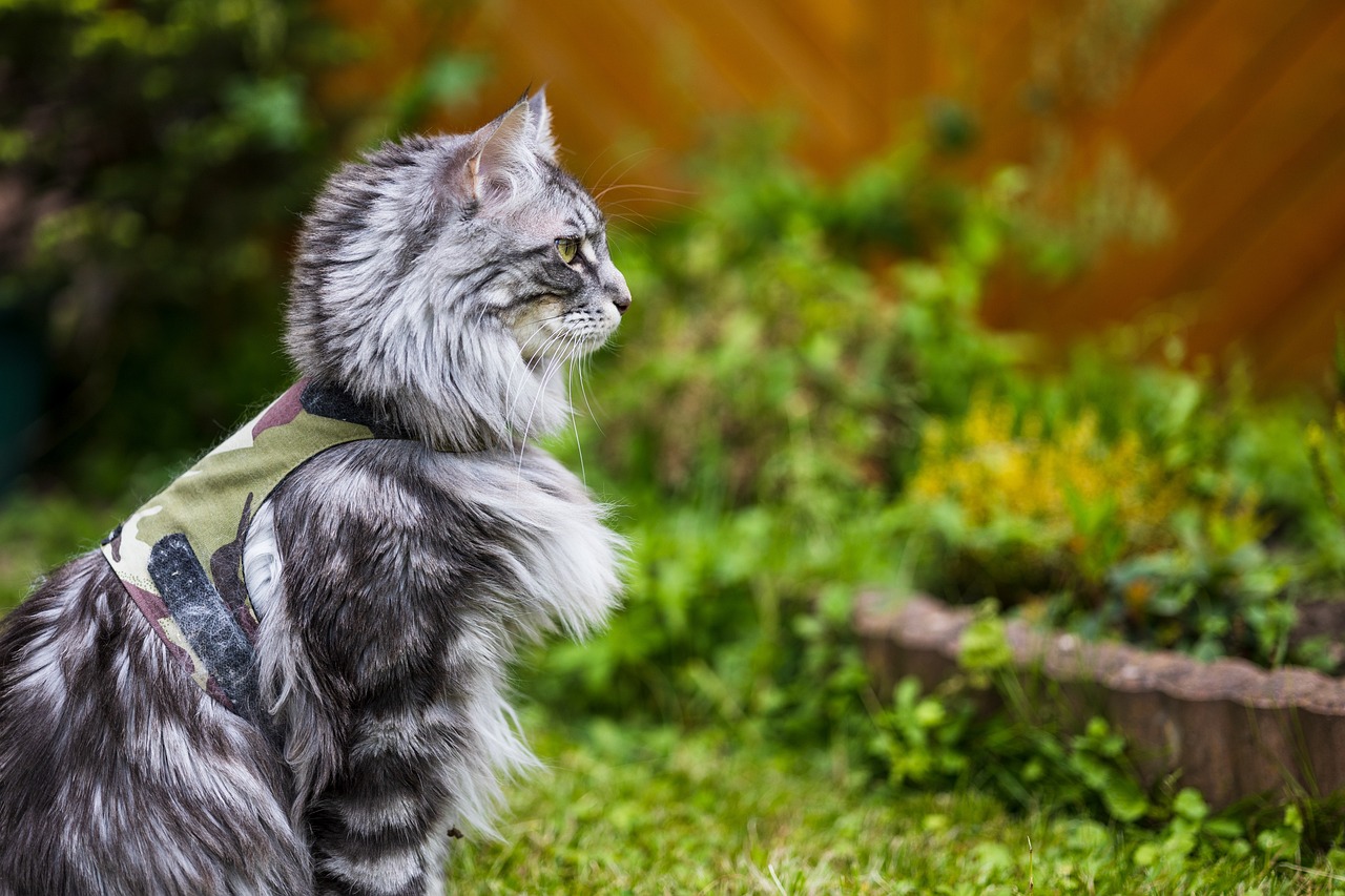 Why Maine Coon Cats Are So Popular